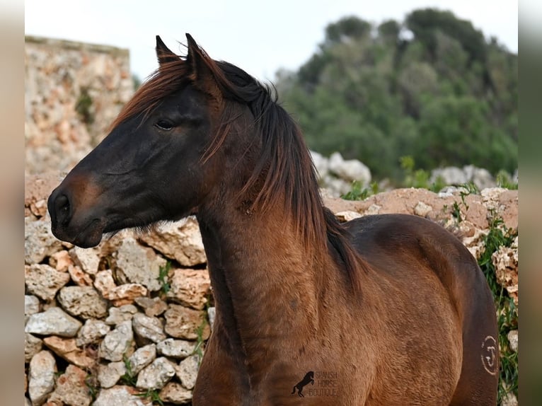 Andalusian Stallion 3 years 15.2 hh Brown in Menorca