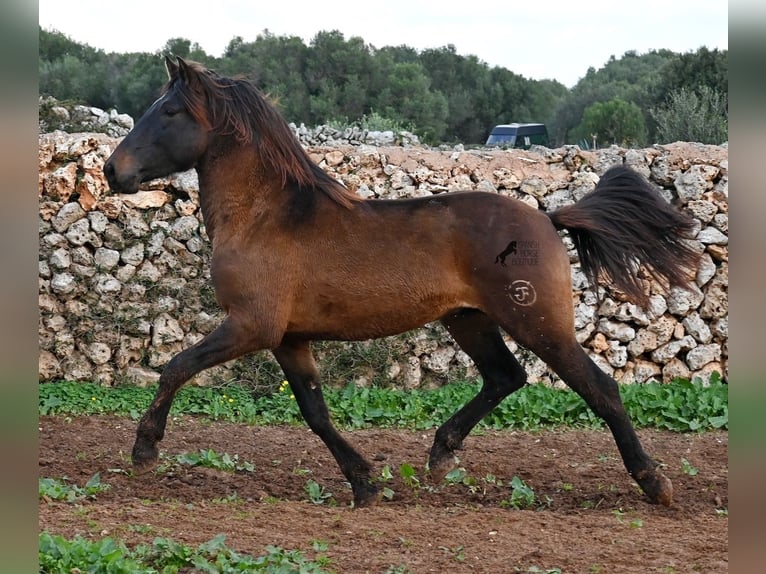 Andalusian Stallion 3 years 15.2 hh Brown in Menorca