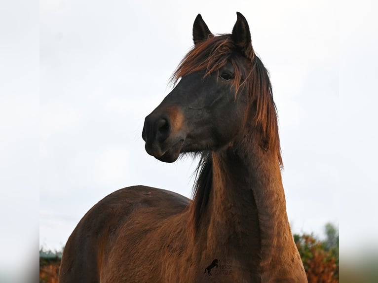 Andalusian Stallion 3 years 15.2 hh Brown in Menorca