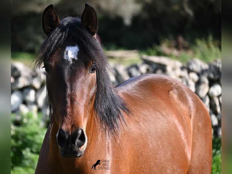 Andalusian Stallion 3 years 15,2 hh Brown in Menorca