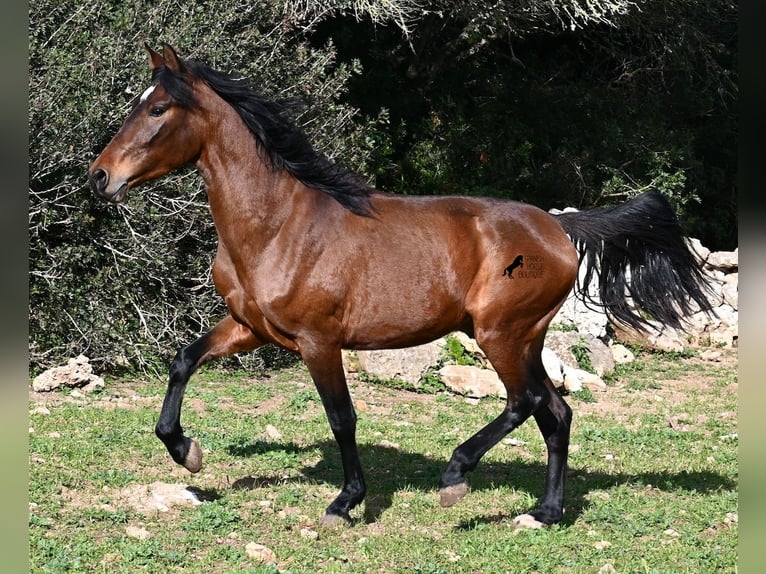 Andalusian Stallion 3 years 15,2 hh Brown in Menorca