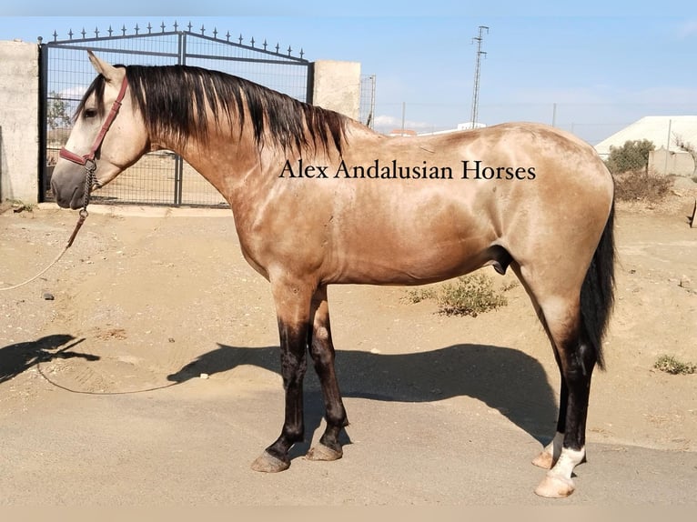 Andalusian Stallion 3 years 15,2 hh Buckskin in Sevilla