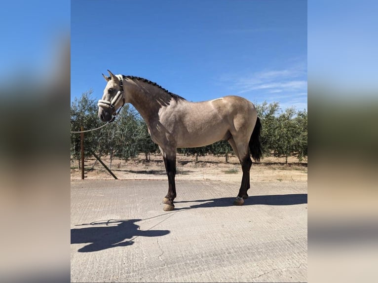 Andalusian Stallion 3 years 15,2 hh Buckskin in Badajoz