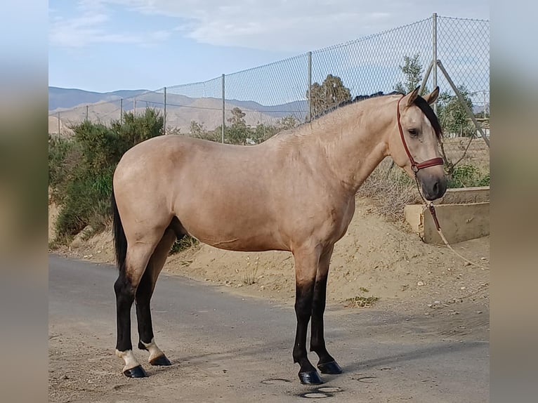 Andalusian Stallion 3 years 15,2 hh Buckskin in Tabernas