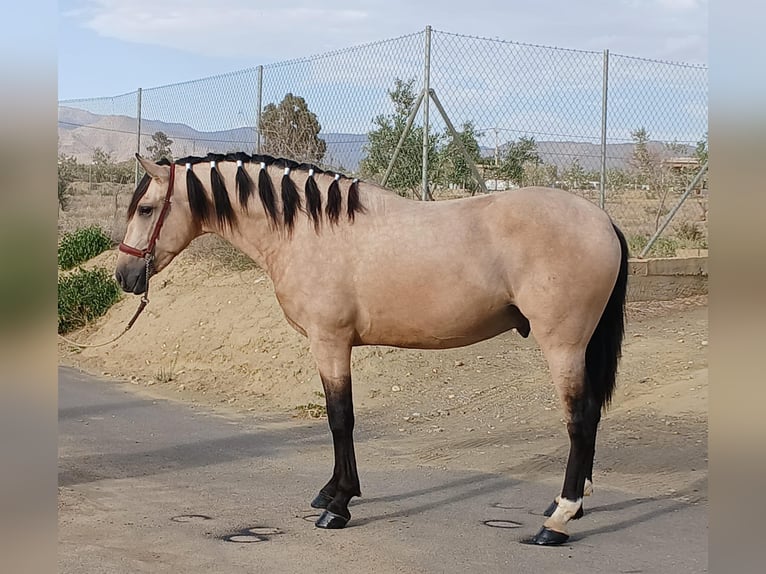 Andalusian Stallion 3 years 15,2 hh Buckskin in Tabernas