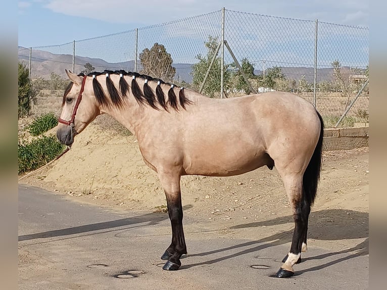 Andalusian Stallion 3 years 15,2 hh Buckskin in Tabernas