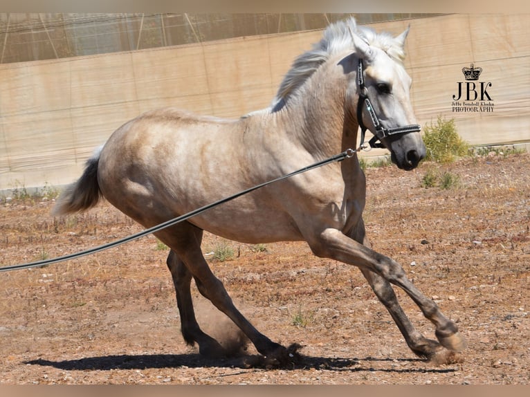 Andalusian Stallion 3 years 15,2 hh Can be white in Tabernas Almeria