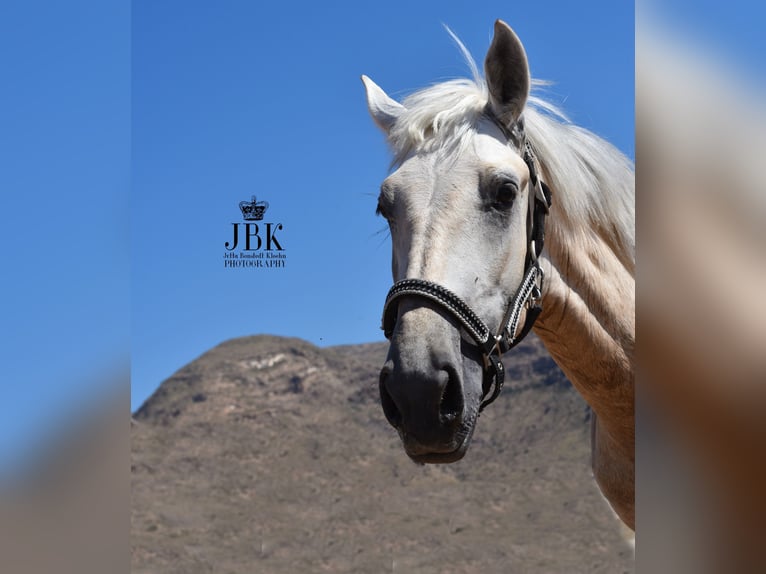 Andalusian Stallion 3 years 15,2 hh Can be white in Tabernas Almeria