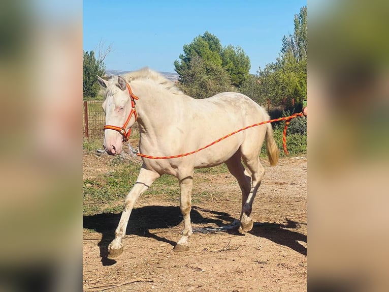 Andalusian Stallion 3 years 15,2 hh Cremello in Valencia