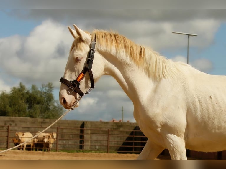 Andalusian Stallion 3 years 15,2 hh Cremello in Caceres