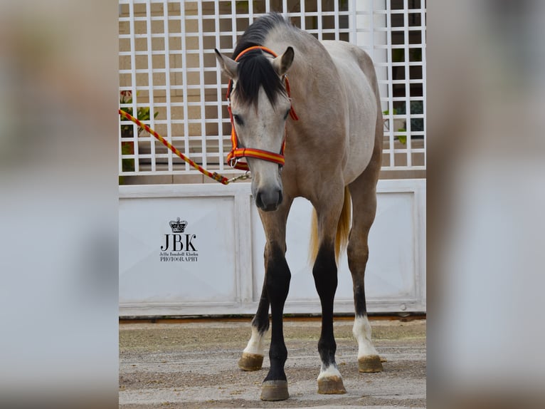 Andalusian Stallion 3 years 15.2 hh Dun in Tabernas Almeria