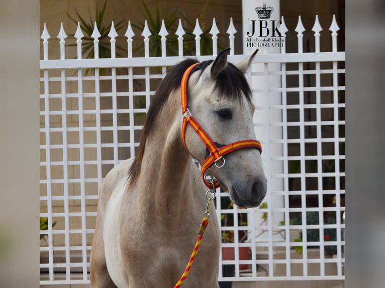 Andalusian Stallion 3 years 15.2 hh Dun in Tabernas Almeria