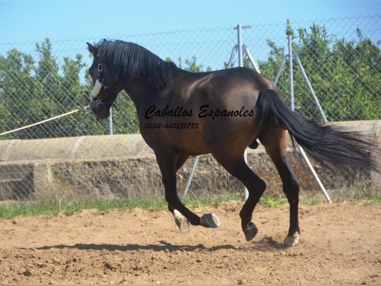 Andalusian Stallion 3 years 15,2 hh Dun in Vejer de la Frontera