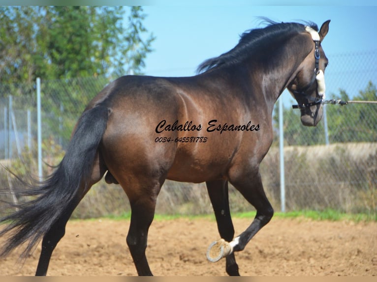 Andalusian Stallion 3 years 15,2 hh Dun in Vejer de la Frontera