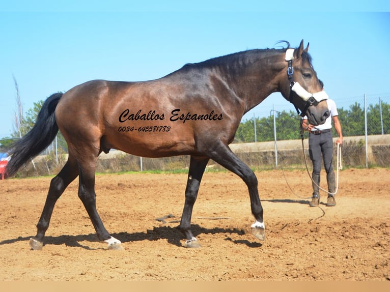 Andalusian Stallion 3 years 15,2 hh Dun in Vejer de la Frontera