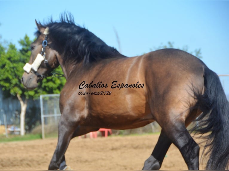 Andalusian Stallion 3 years 15,2 hh Dun in Vejer de la Frontera