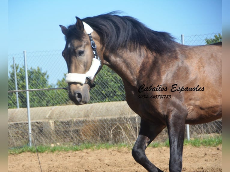 Andalusian Stallion 3 years 15,2 hh Dun in Vejer de la Frontera