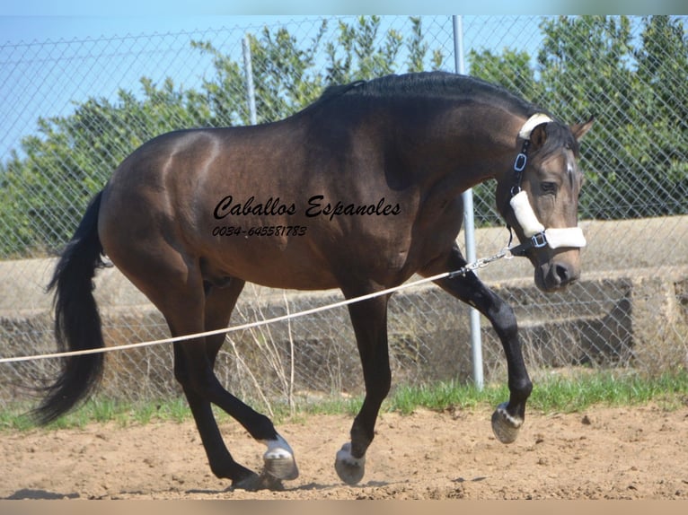 Andalusian Stallion 3 years 15,2 hh Dun in Vejer de la Frontera