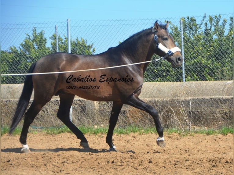 Andalusian Stallion 3 years 15,2 hh Dun in Vejer de la Frontera