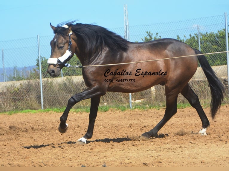 Andalusian Stallion 3 years 15,2 hh Dun in Vejer de la Frontera