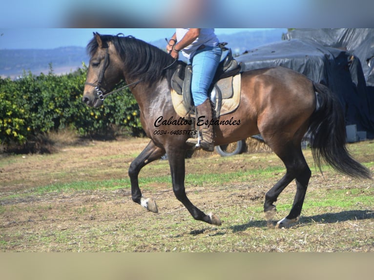 Andalusian Stallion 3 years 15,2 hh Dun in Vejer de la Frontera