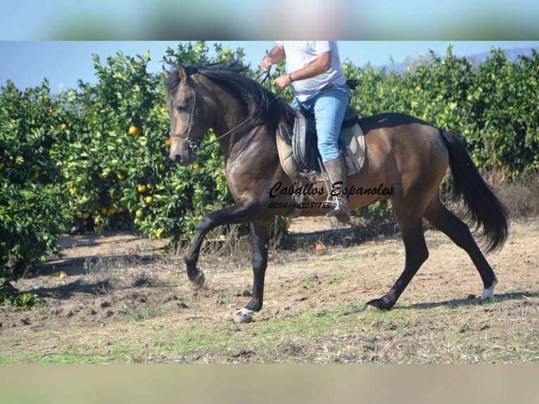 Andalusian Stallion 3 years 15,2 hh Dun in Vejer de la Frontera