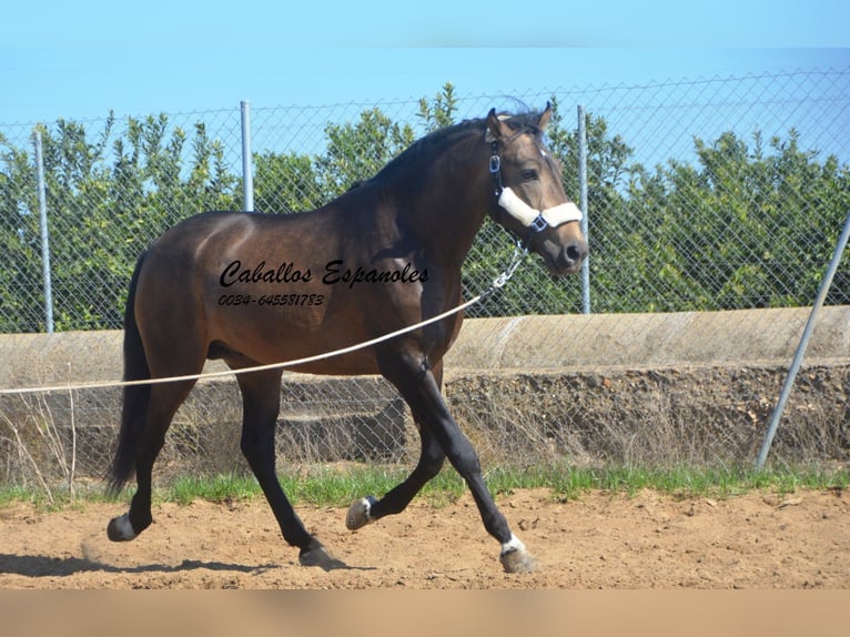 Andalusian Stallion 3 years 15,2 hh Dun in Vejer de la Frontera