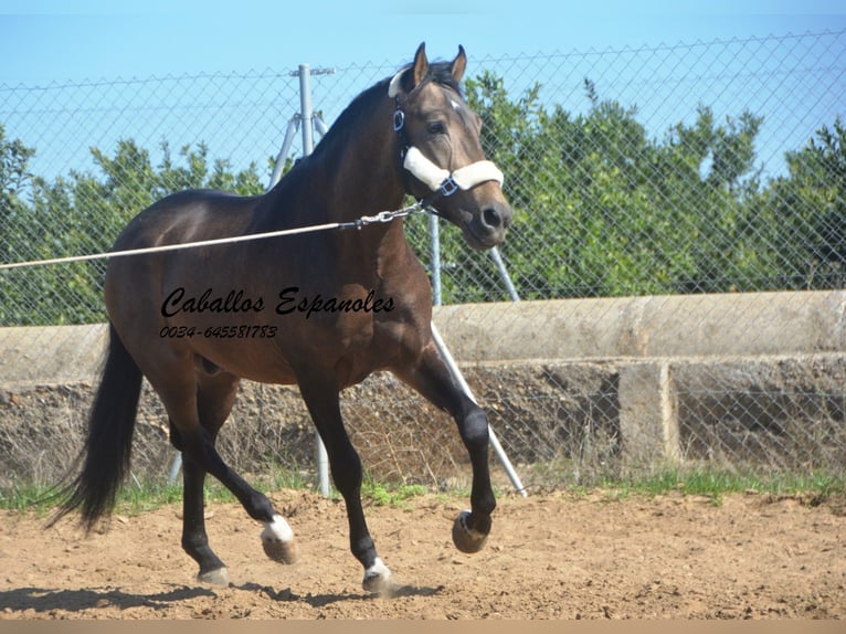 Andalusian Stallion 3 years 15,2 hh Dun in Vejer de la Frontera