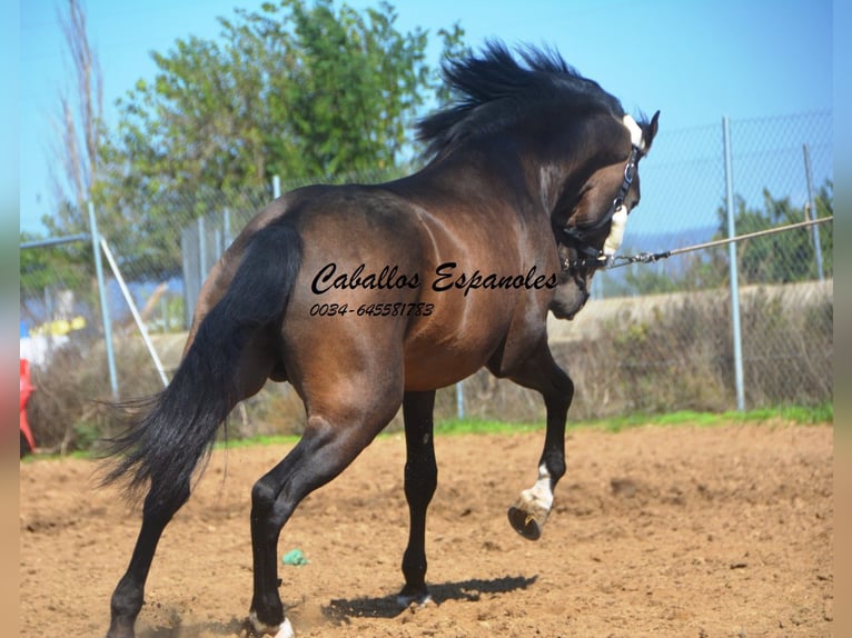 Andalusian Stallion 3 years 15,2 hh Dun in Vejer de la Frontera