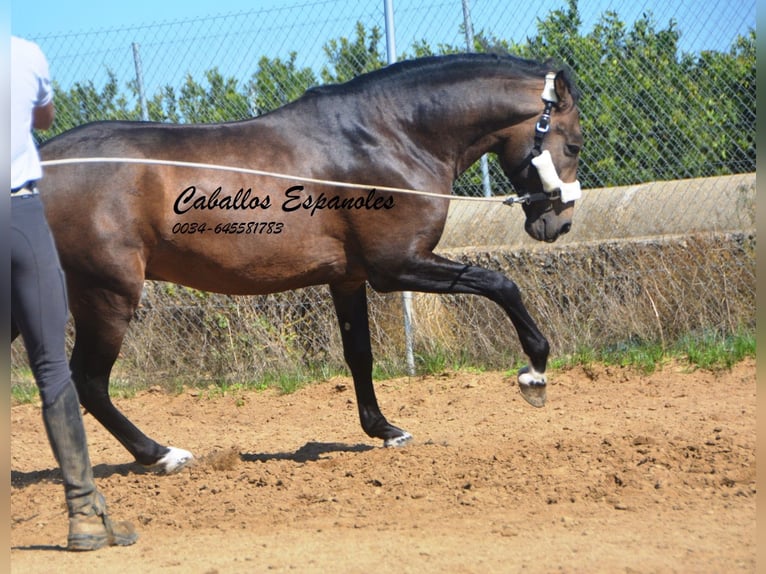 Andalusian Stallion 3 years 15,2 hh Dun in Vejer de la Frontera