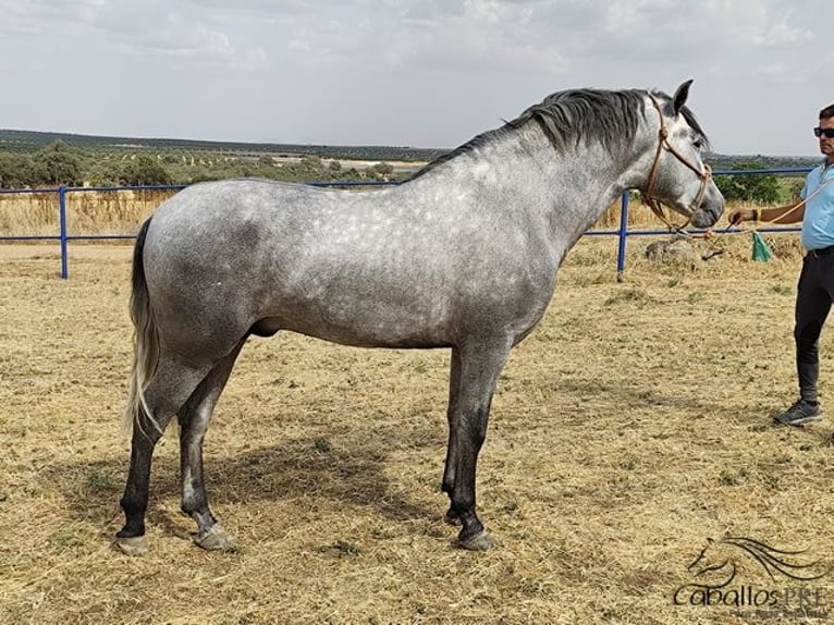 Andalusian Stallion 3 years 15,2 hh Gray in Badajoz