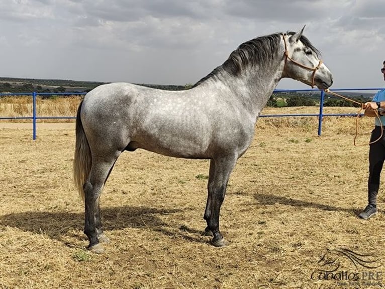 Andalusian Stallion 3 years 15,2 hh Gray in Badajoz