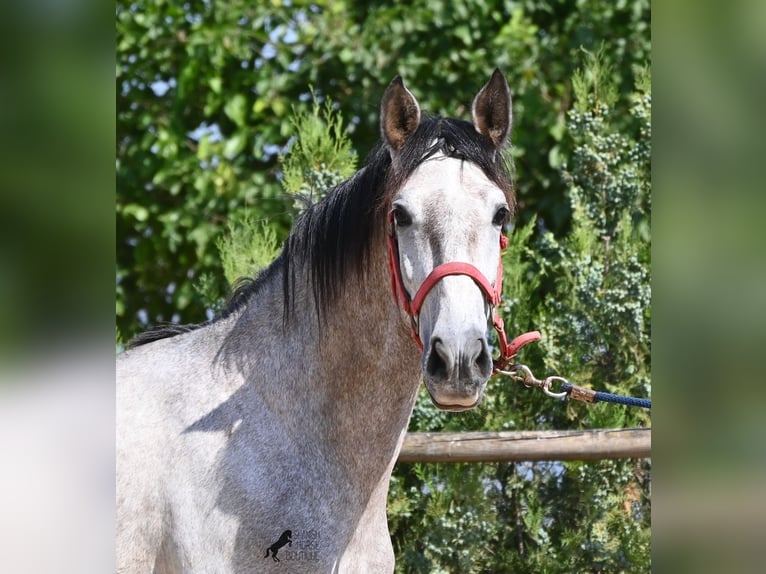 Andalusian Stallion 3 years 15.2 hh Grey in Mallorca