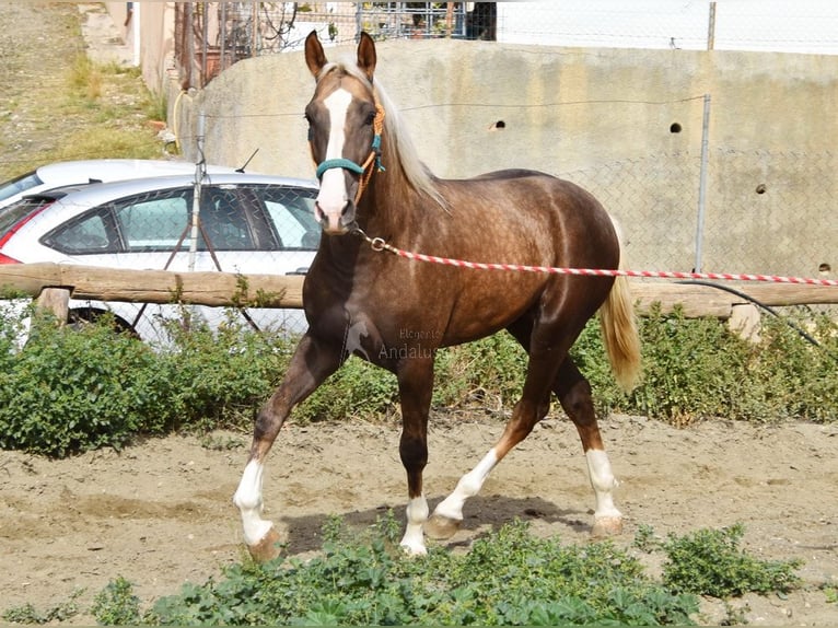 Andalusian Stallion 3 years 15,2 hh Palomino in Provinz Malaga