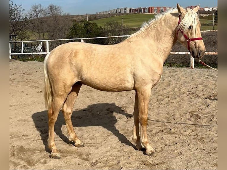 Andalusian Stallion 3 years 15,2 hh Palomino in Caceres