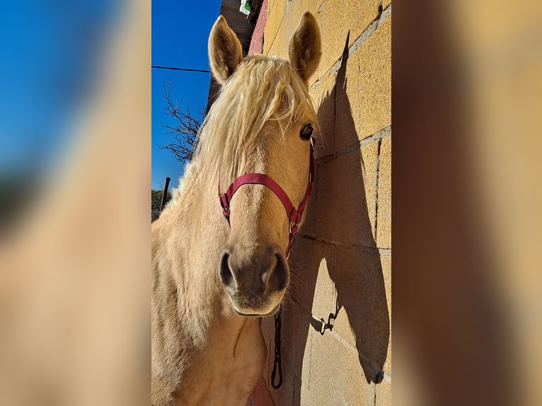 Andalusian Stallion 3 years 15,2 hh Palomino in Caceres