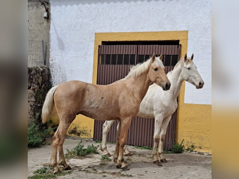 Andalusian Stallion 3 years 15,2 hh Palomino in Caceres