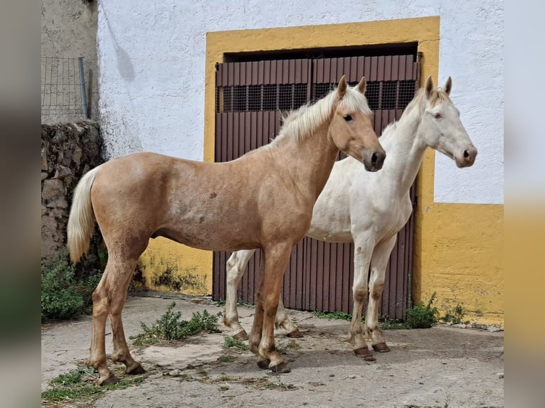 Andalusian Stallion 3 years 15,2 hh Palomino in Caceres