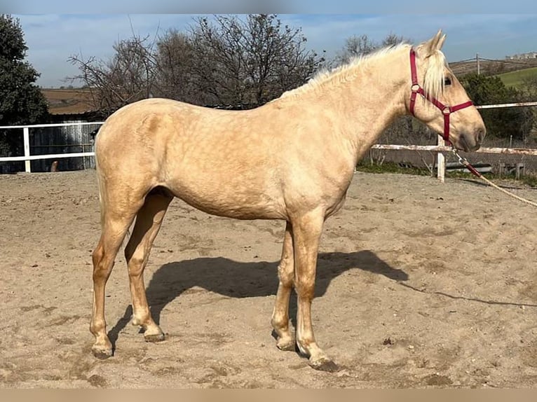 Andalusian Stallion 3 years 15,2 hh Palomino in Caceres