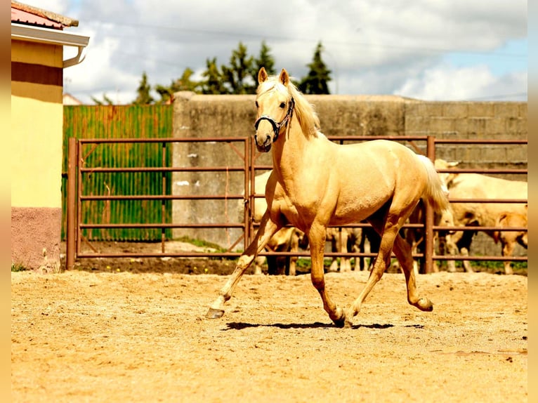 Andalusian Stallion 3 years 15,2 hh Palomino in Caceres