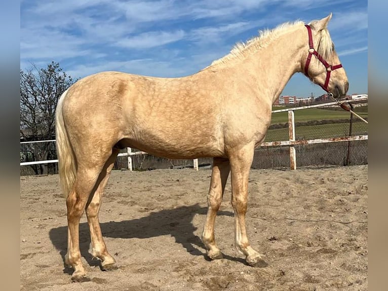 Andalusian Stallion 3 years 15,2 hh Palomino in Caceres