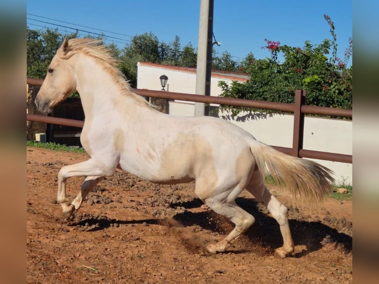 Andalusian Stallion 3 years 15.2 hh Pinto in Neu-Anspach