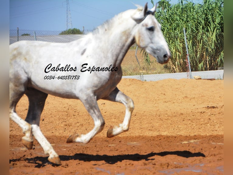 Andalusian Stallion 3 years 15,2 hh Pinto in Vejer de la Frontera