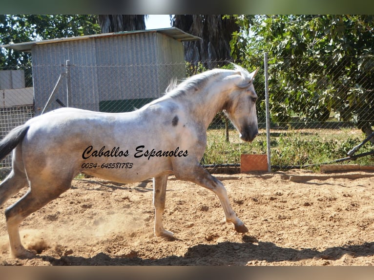 Andalusian Stallion 3 years 15,2 hh Pinto in Vejer de la Frontera