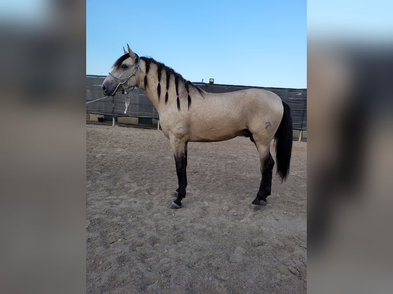 Andalusian Stallion 3 years 15.2 hh Red Dun in El Ejido