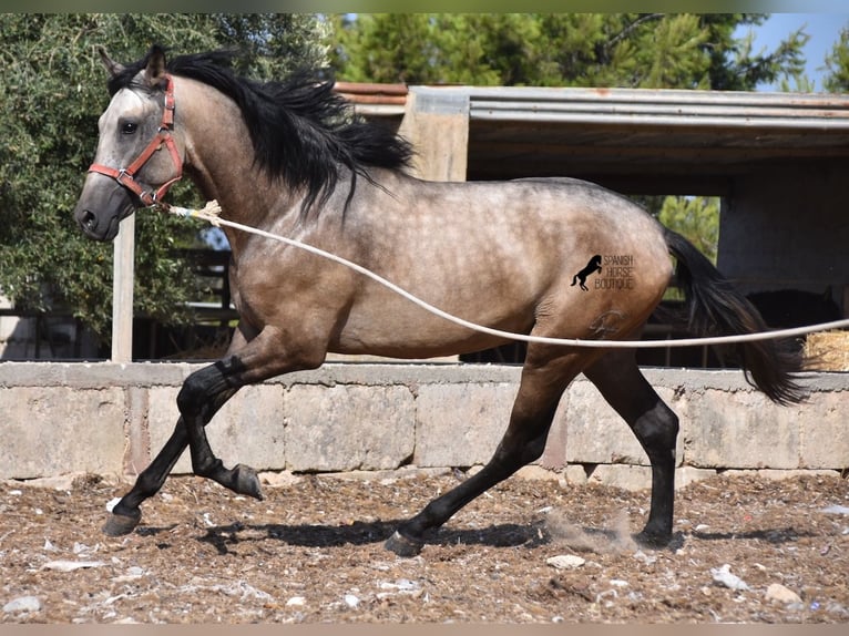 Andalusian Stallion 3 years 15,3 hh Buckskin in Mallorca