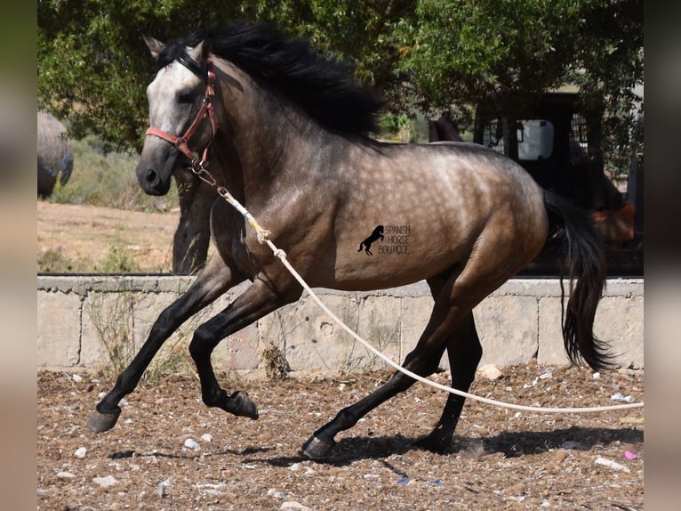 Andalusian Stallion 3 years 15,3 hh Buckskin in Mallorca