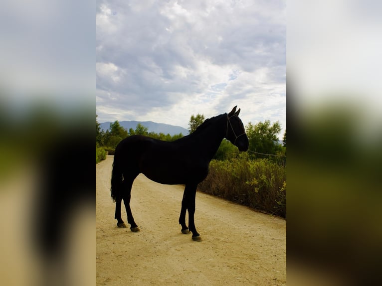 Andalusian Stallion 3 years 15 hh Black in Corona, CA