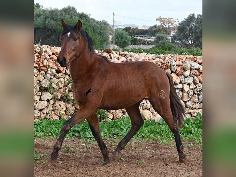 Andalusian Stallion 3 years 15 hh Brown in Menorca