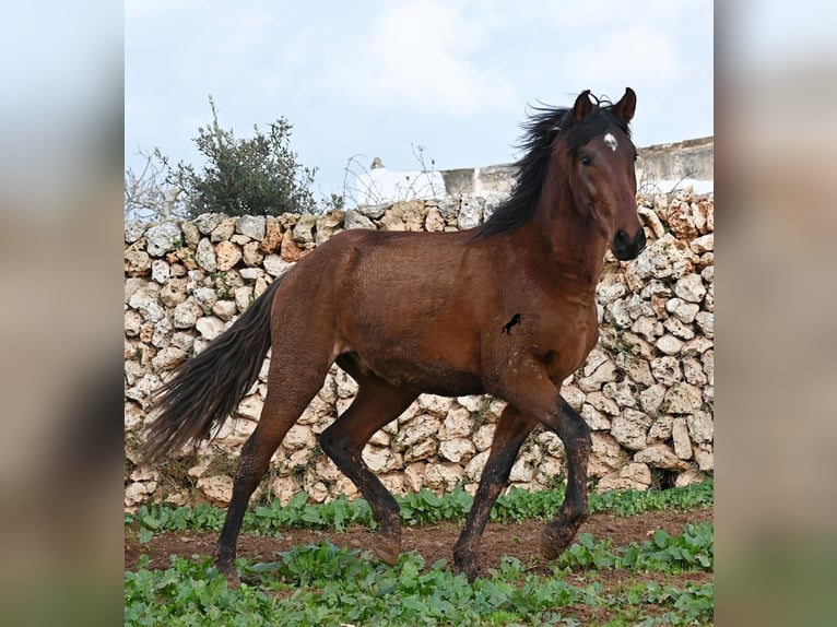 Andalusian Stallion 3 years 15 hh Brown in Menorca
